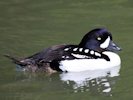 Barrow's Goldeneye (WWT Slimbridge May 2015) - pic by Nigel Key